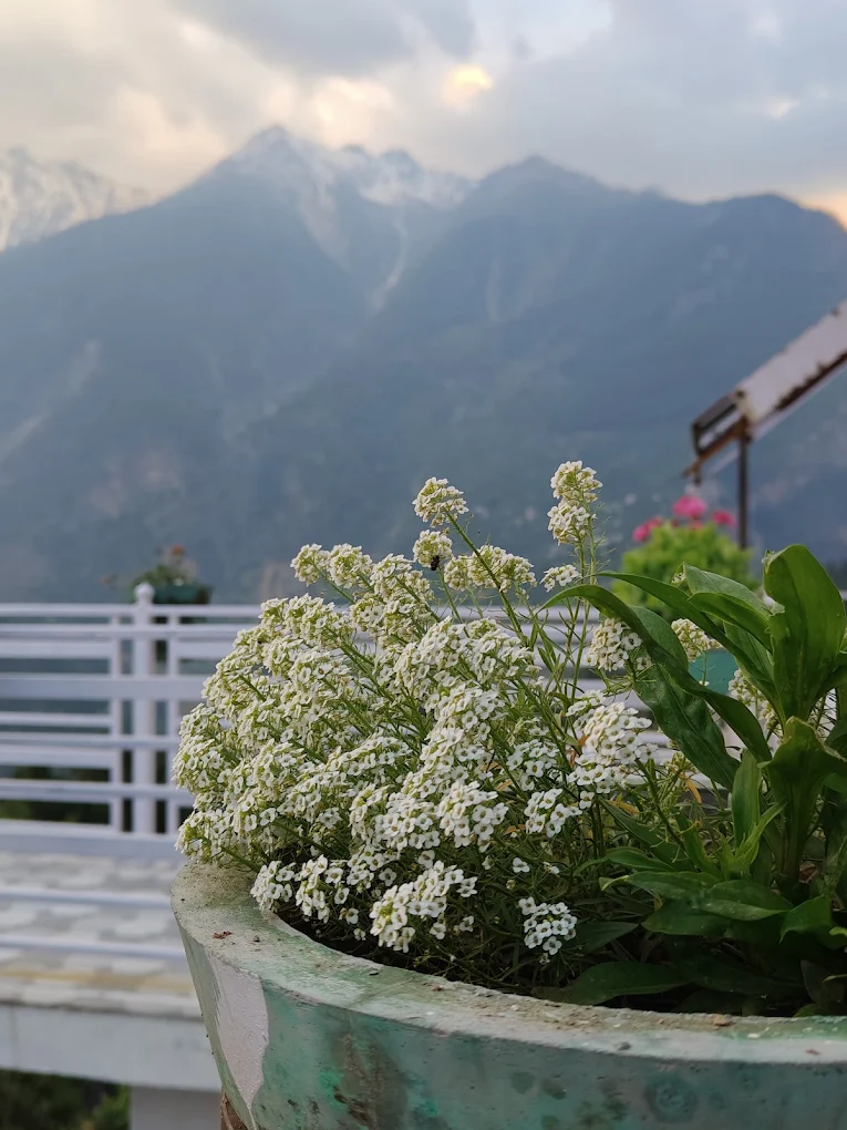 Garden terrace view from the homestay